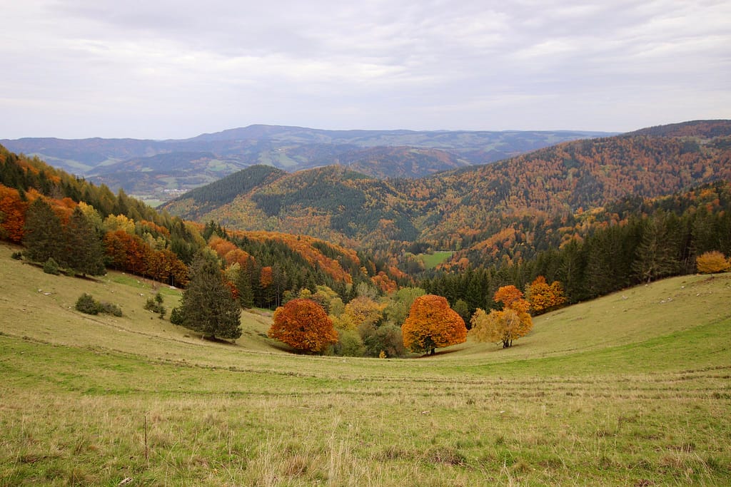 Auf dem Hinterwaldkopf im Schwarzwald 50526724443 F02ba3a2ac K