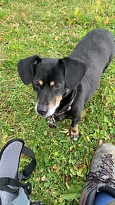 Auf dem Hinterwaldkopf im Schwarzwald 20201021 102945041 IOS 169x300