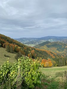 Auf dem Hinterwaldkopf im Schwarzwald Img 0529 225x300